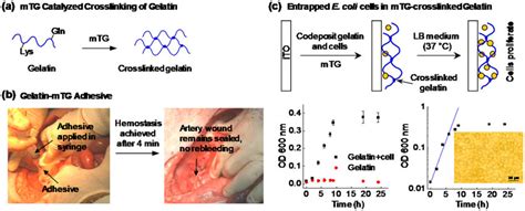  Gelatin: Biocompatible Wonder Material for Tissue Engineering and Drug Delivery!